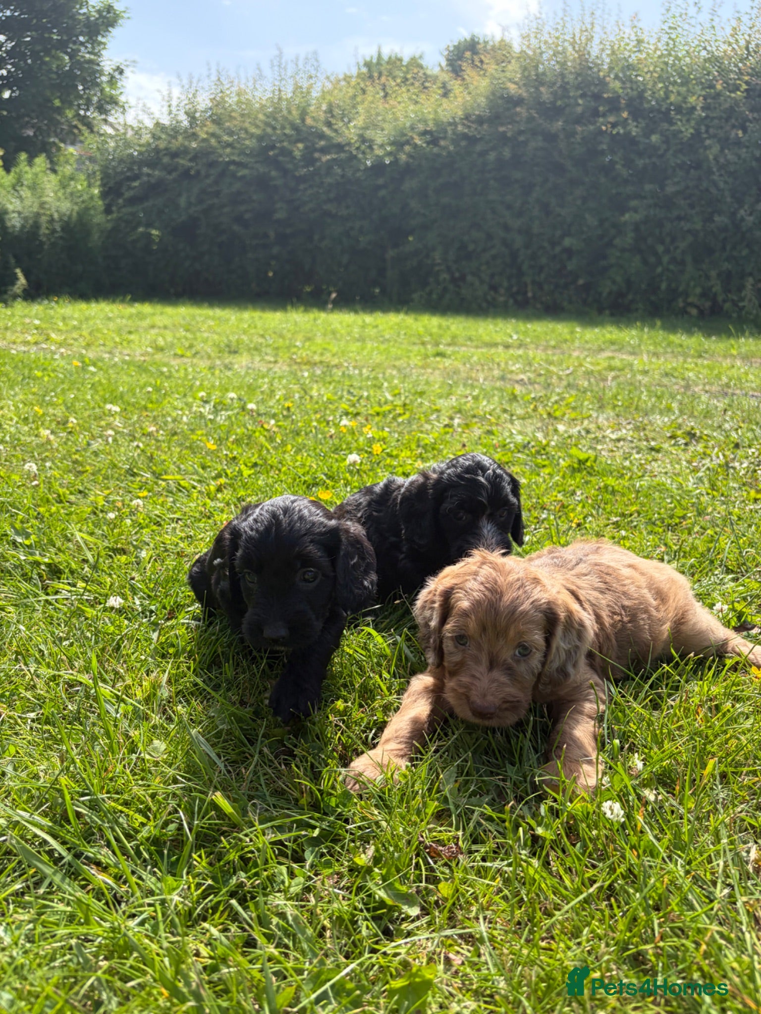 Sproodle dogs Beautiful Sproodles for sale F1 - Advert 8
