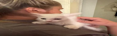 Turkish Angora 2