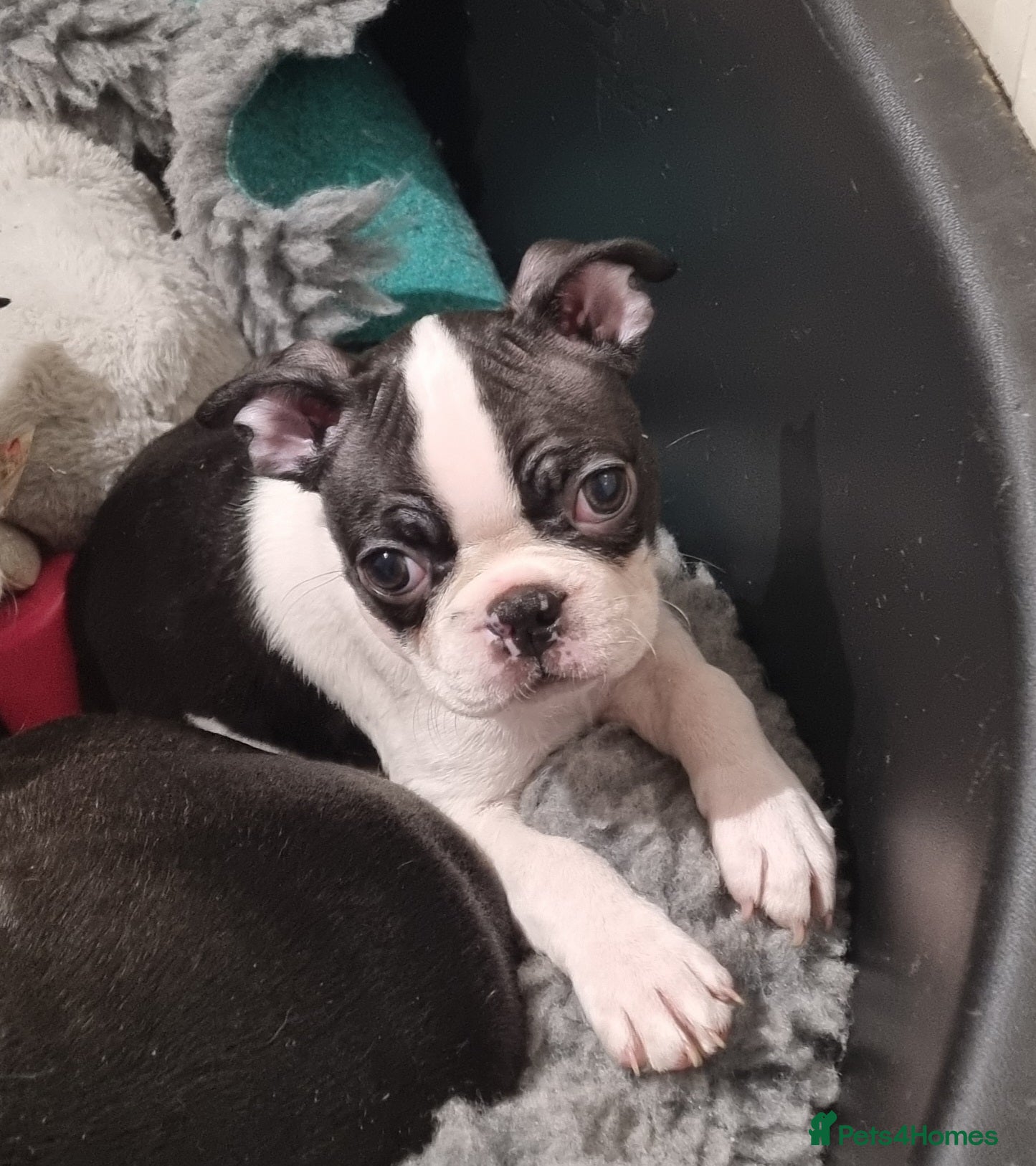 Boston Terrier dogs REDUCED Boston Terrier Puppies  - Advert 9