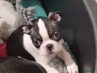 Boston Terrier dogs REDUCED Boston Terrier Puppies - Advert 18