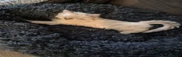 Ragdoll cats for sale: Four gorgeous Ragdoll kittens  - Advert 12
