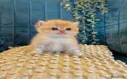 British Shorthair cats for sale: 🐾✨ Golden & Silver British Shorthair Kittens ✨🐾 - Image 6