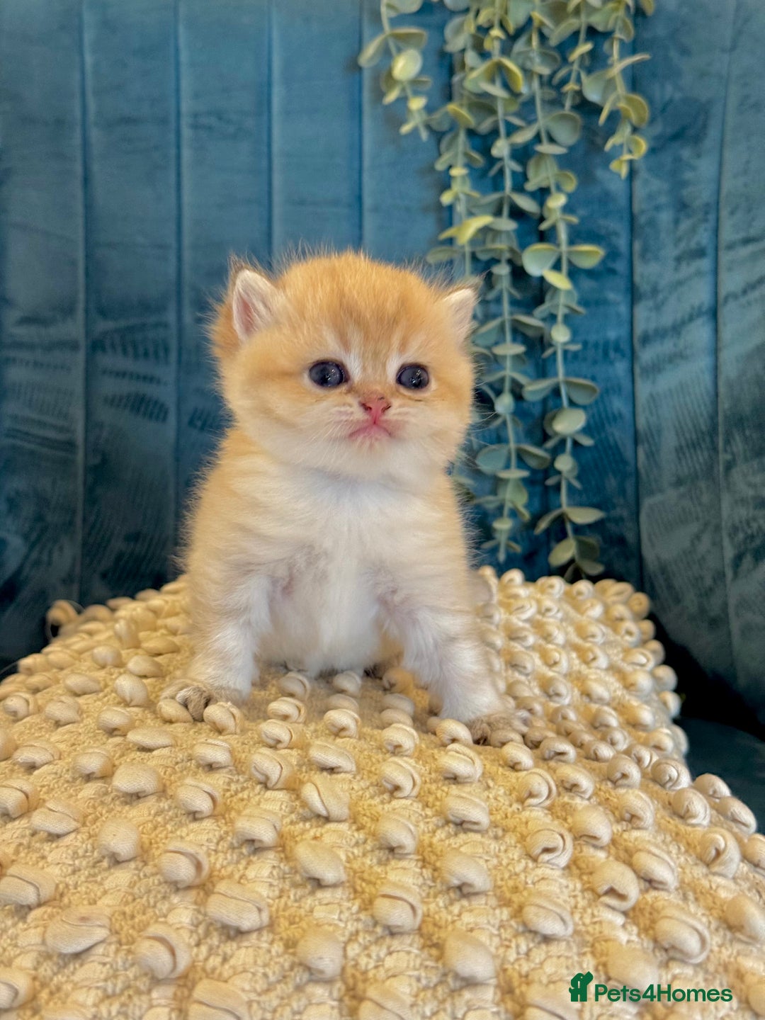 British Shorthair cats for sale: 🐾✨ Golden & Silver British Shorthair Kittens ✨🐾 - Image 6