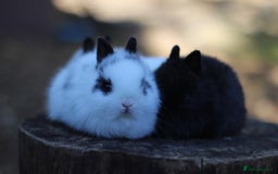 Netherland Dwarf rabbits for sale: Real Netherland Dwarf High Quality Babies  - Image 9