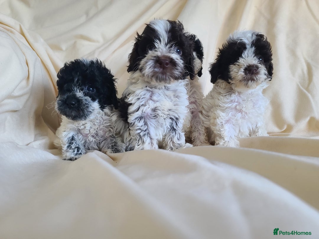 Cockapoo dogs for sale: SUPER PLUSH COATS. F1b Cockapoos. Health Tested - Image 13