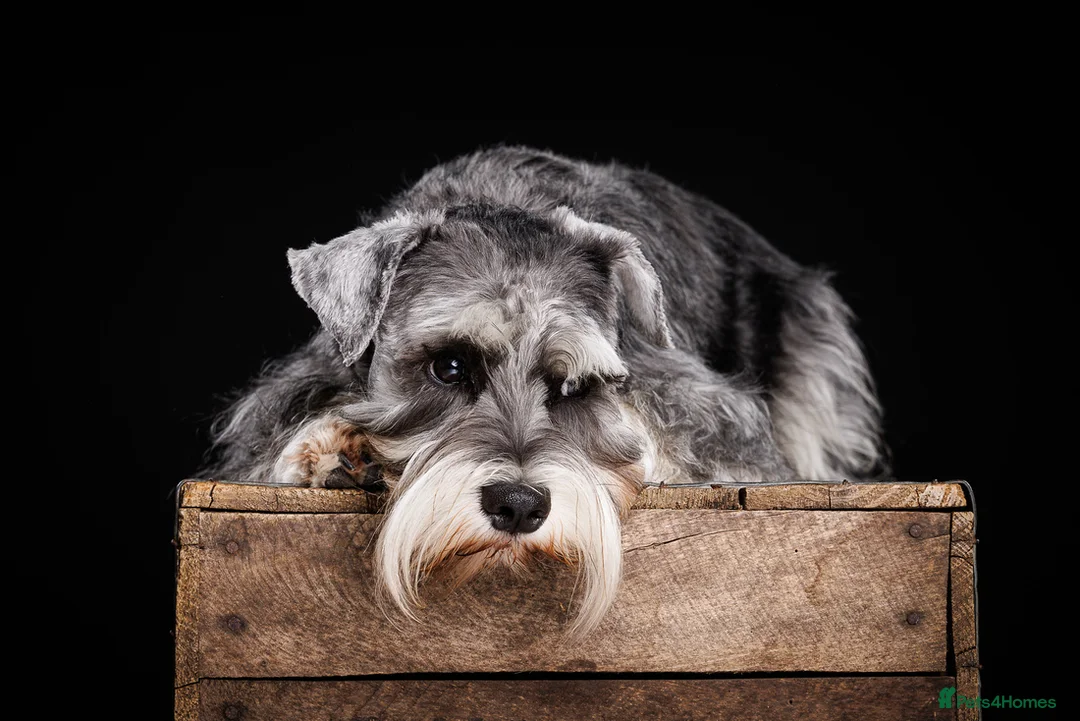 Miniature Schnauzer dogs for stud: Handsome black and silver Miniature Schnauzer  in Cambridge - Advert 5