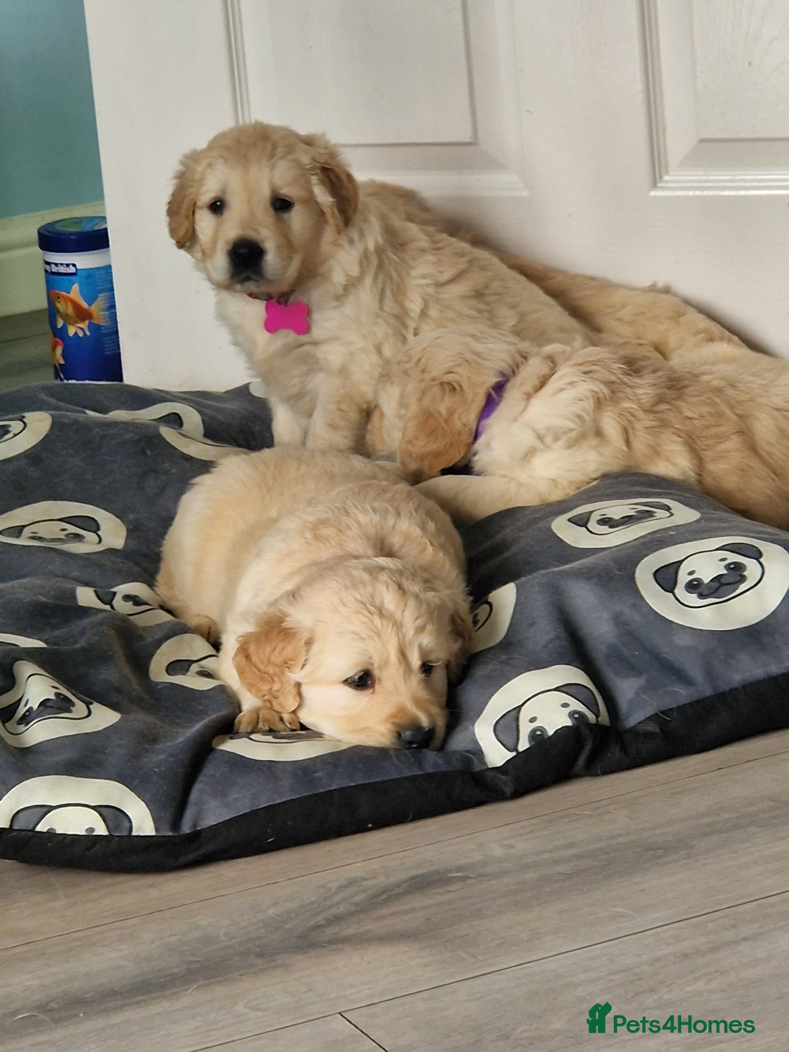 Golden Retriever dogs Golden retriever puppies  - Advert 4