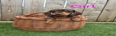 Miniature Dachshund Puppy 5