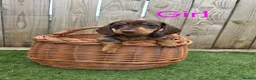Miniature Dachshund dogs for sale: Adorable Miniature Dachshund Puppies for Sale - Advert 14