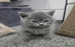 British Shorthair cats for sale: Pretty British shorthair  - Image 27