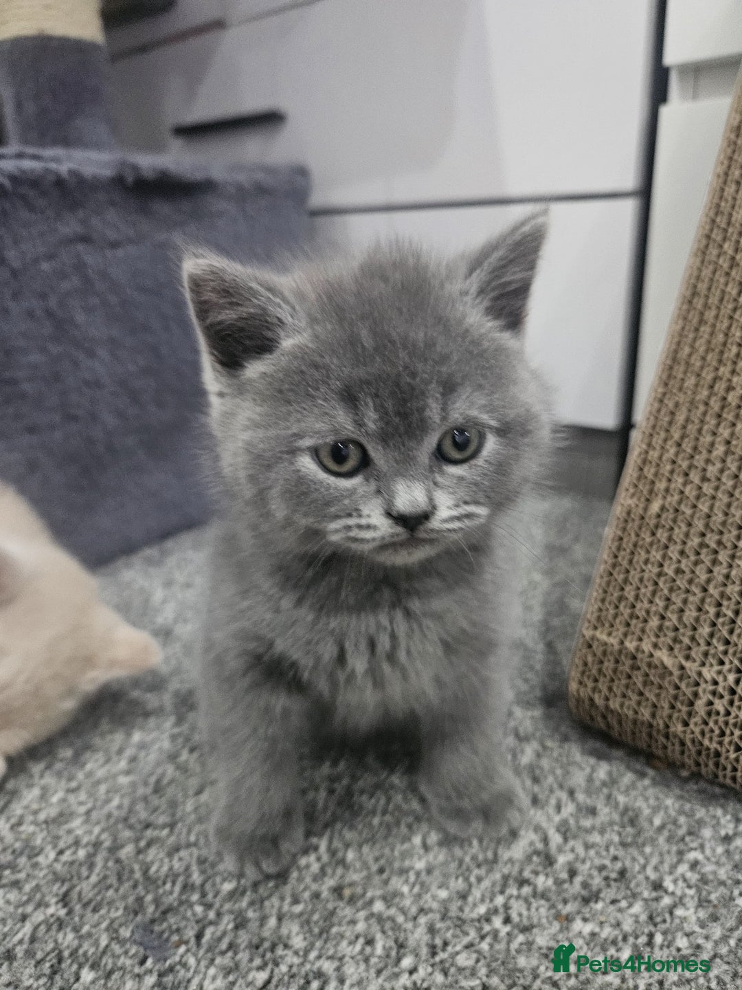 British Shorthair cats for sale: Pretty British shorthair  - Image 27