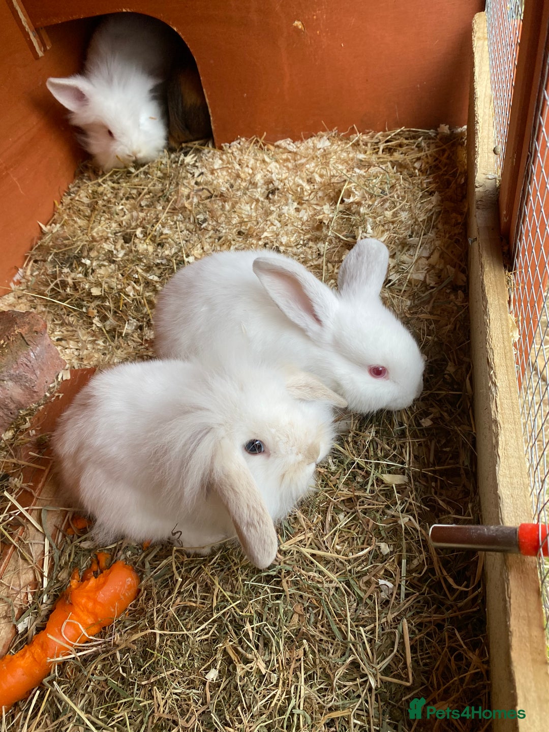 Mini Lion Lop rabbits for sale: Baby male rabbits ready now  - Image 2