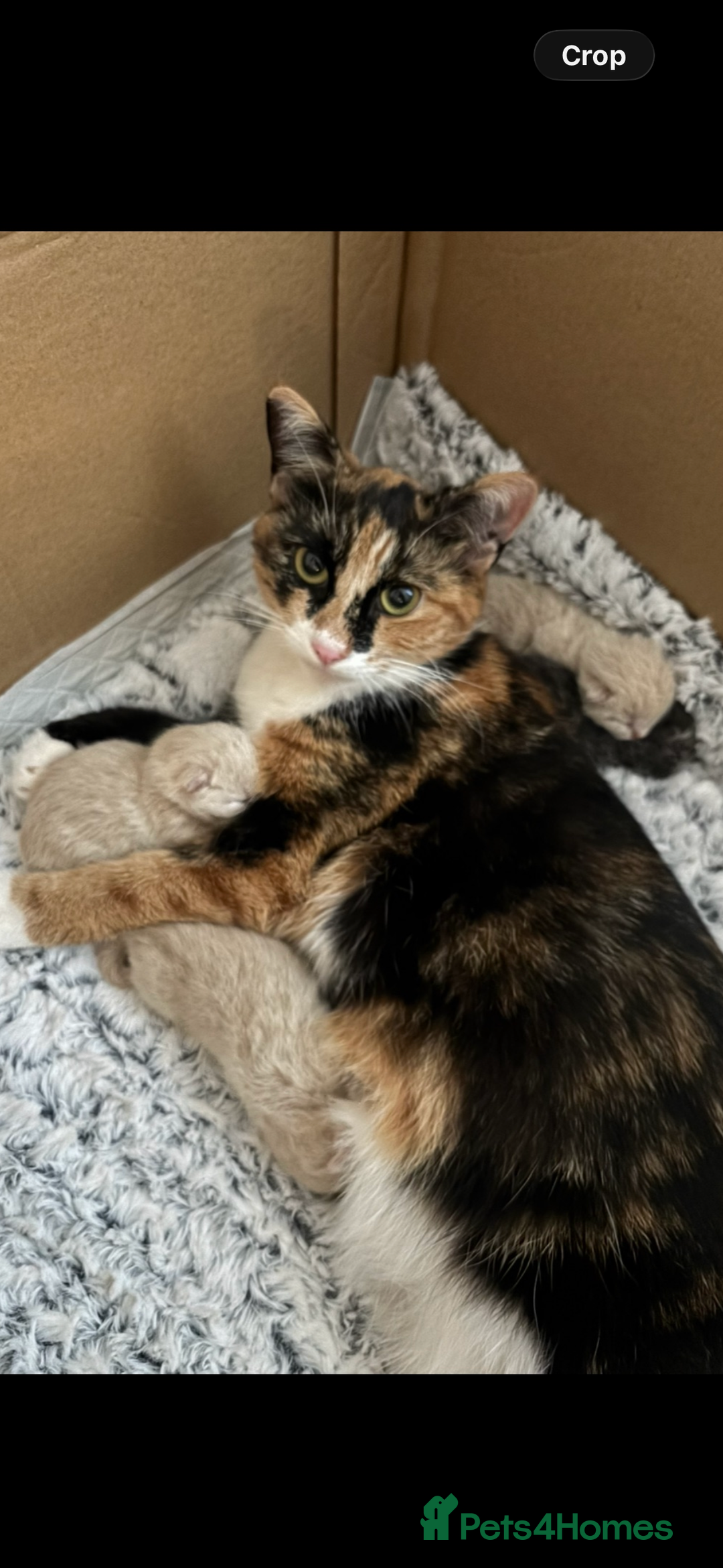 Mixed Breed cats for sale: Gorgeous 9 week old kittens  - Advert 7