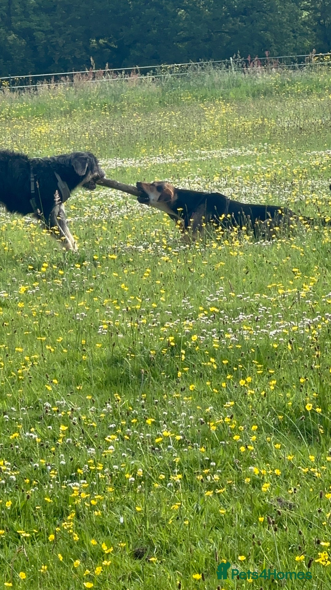 Huntaway dogs for sale: New Zealand Huntaway Puppies  - Image 17