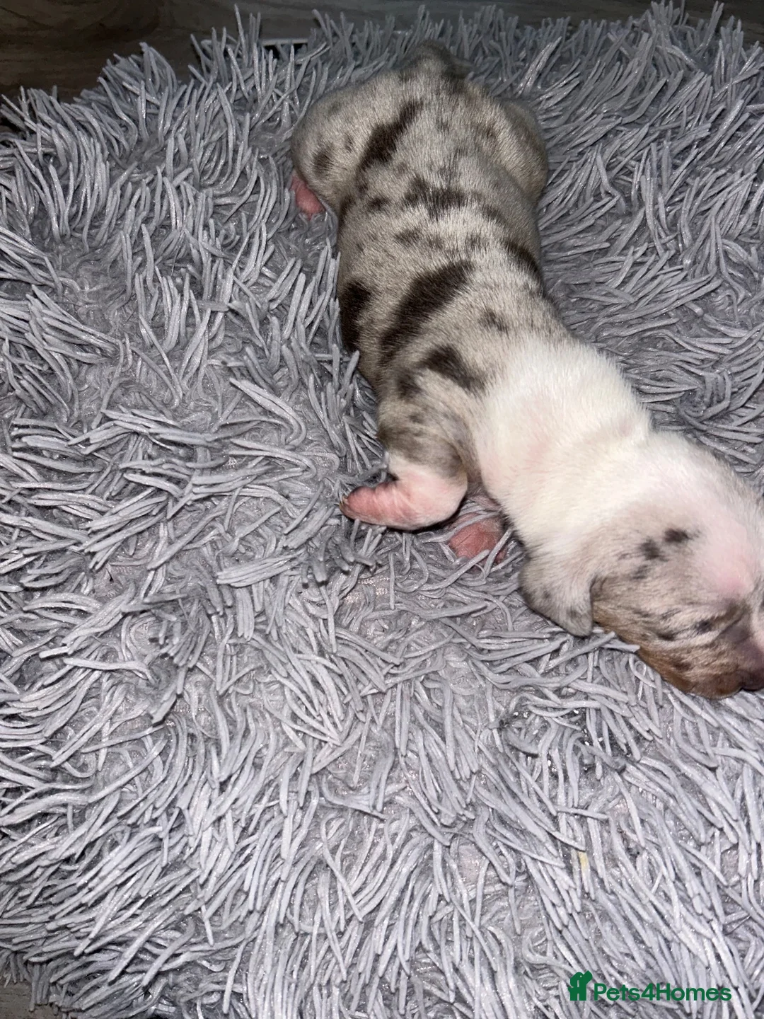 Miniature Dachshund dogs for sale: Miniature dachshund puppies in Crewe - Advert 23