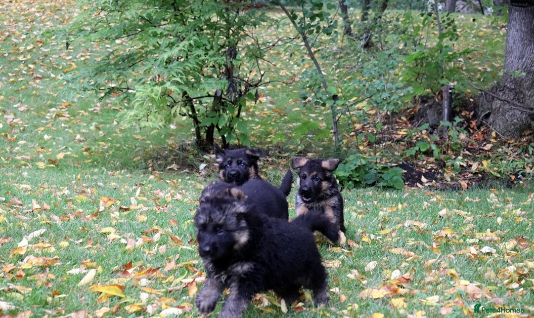 German Shepherd dogs for sale: 🐾Long-Haired German Shepherd Puppies for Sale! 🐾 - Advert 2