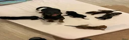 Miniature Dachshund dogs for sale: Miniature  dachshund - Advert 1