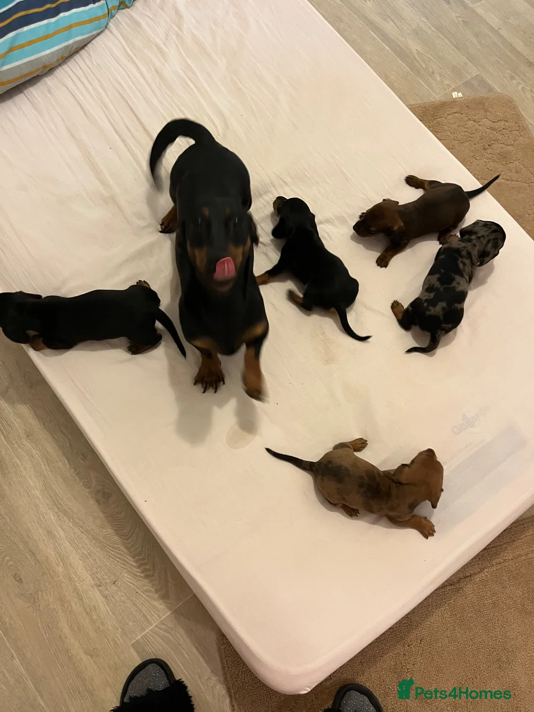 Miniature Dachshund dogs for sale: Miniature  dachshund - Advert 1