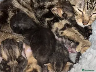 Mixed Breed cats Gorgeous bengal cross kittens - Advert 6