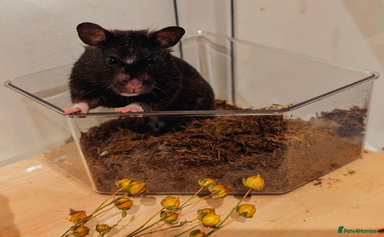 Hamster rodents - Advert 3