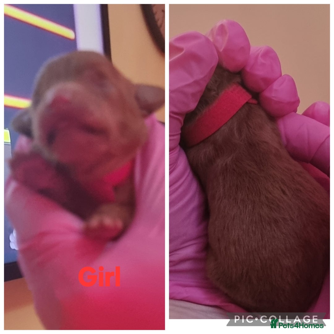 Poochon dogs for sale: Health tested home bred Poochons - Advert 2