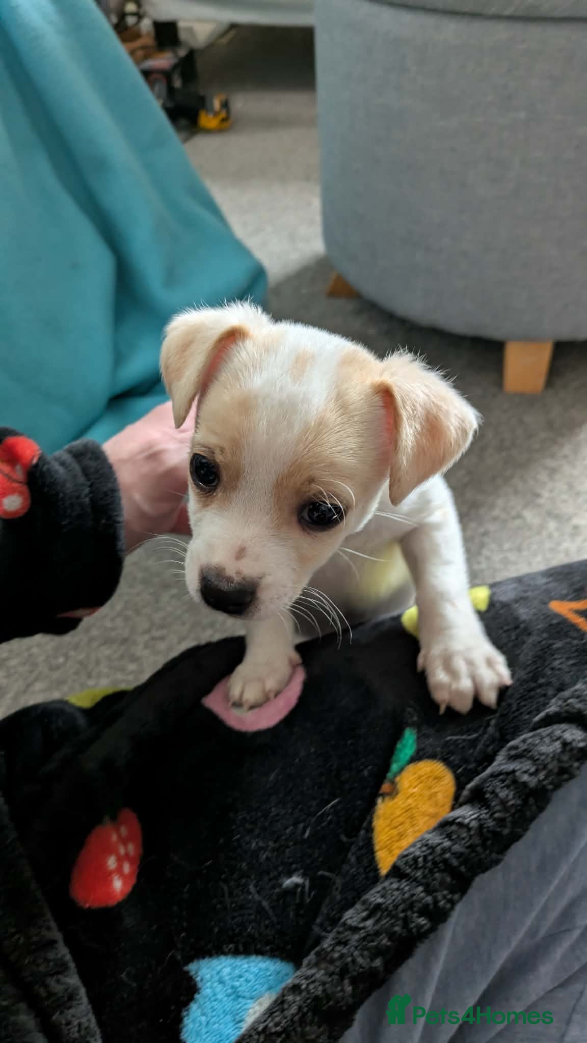 Jack Russell dogs Jack russel puppy - Advert 1