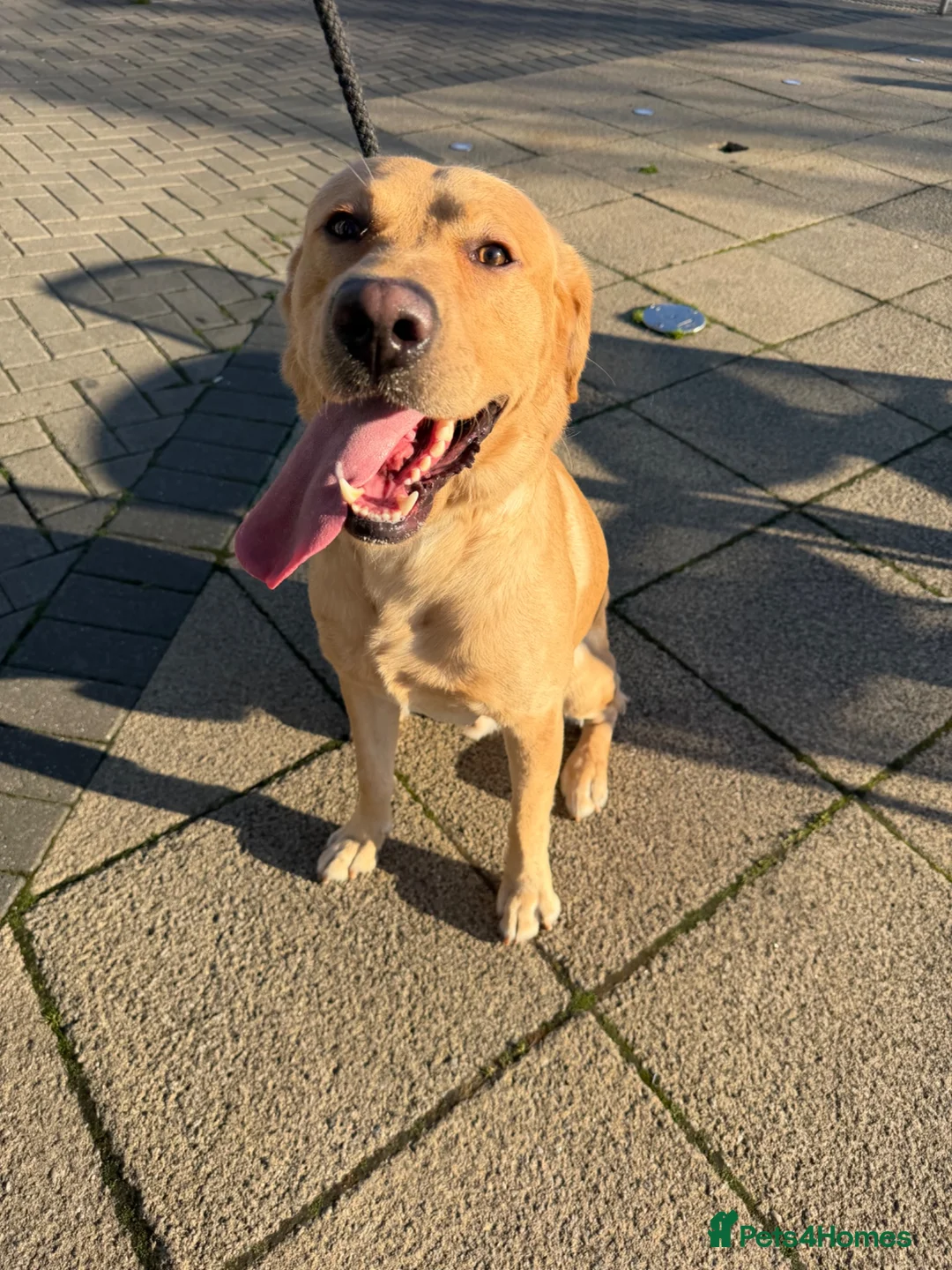 Labrador Retriever dogs for stud: STUD  in South Ockendon - Advert 2