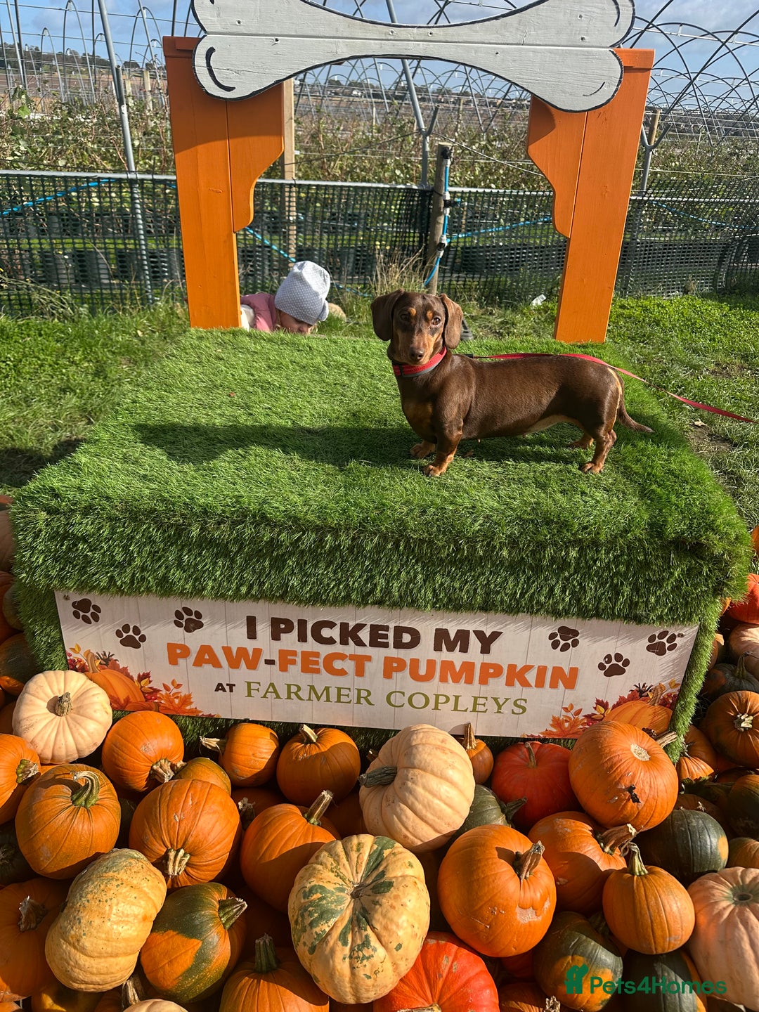 Dachshund dogs for sale: Perfect home  - Advert 4