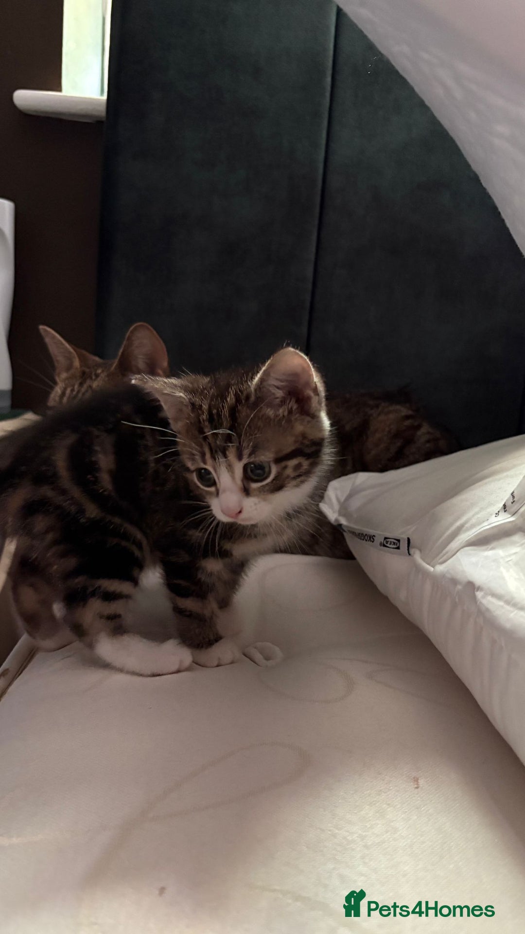 Mixed Breed cats for sale: Kittens for sale - Image 4