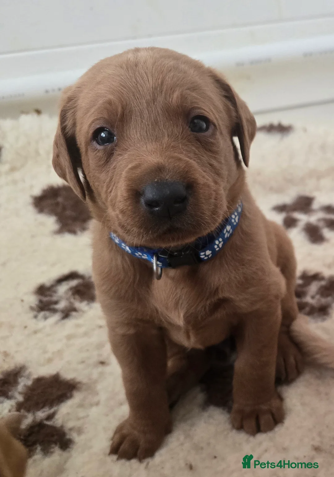 Labrador Retriever dogs for sale: STUNNING FOX RED BOYS - READY TO GO - Advert 40