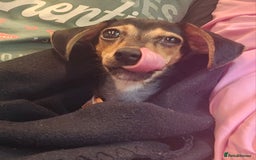 Chiweenie dogs for sale: 7 months old, chiweenie puppy - Image 9