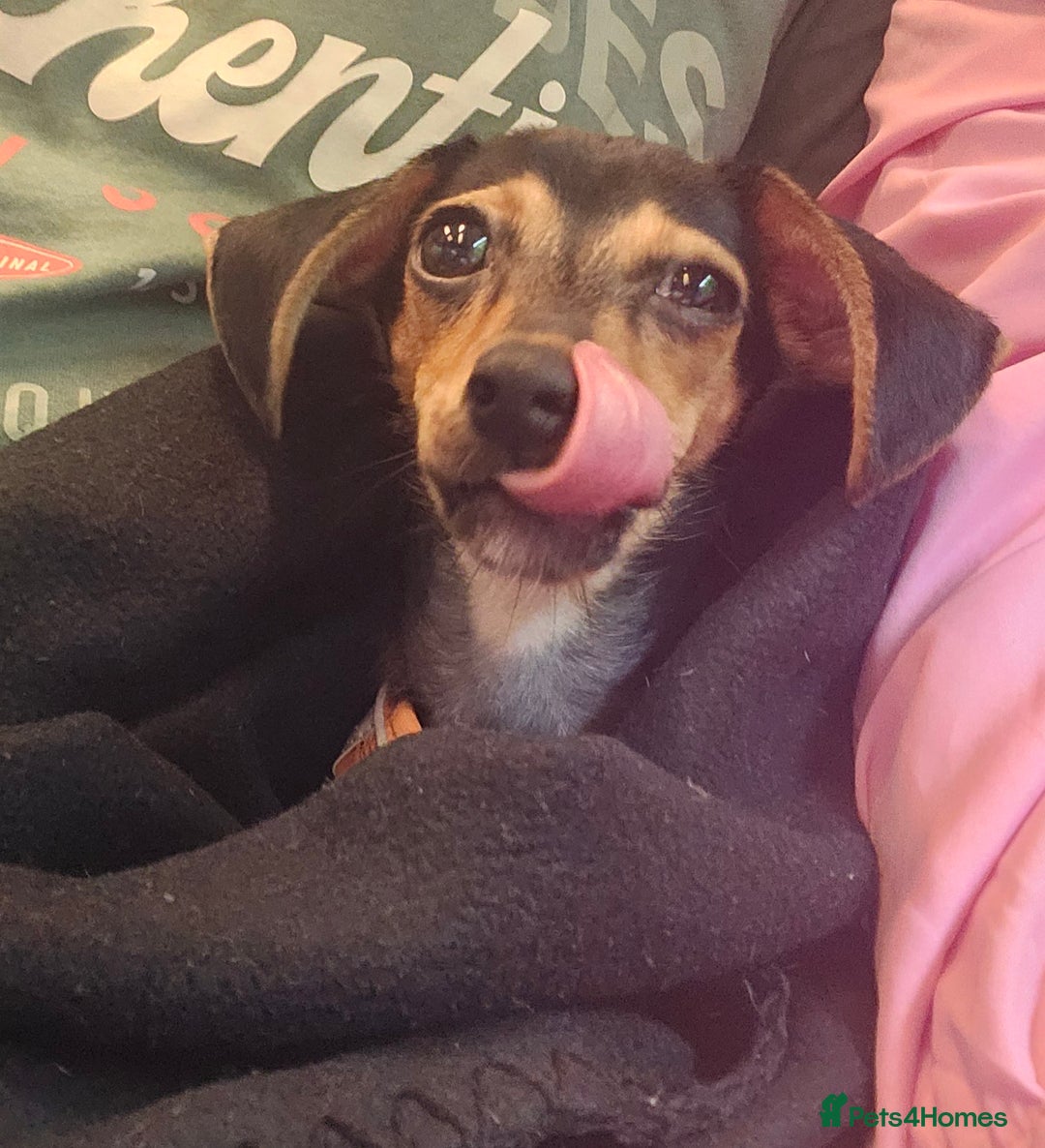 Chiweenie dogs for sale: 7 months old, chiweenie puppy - Image 9