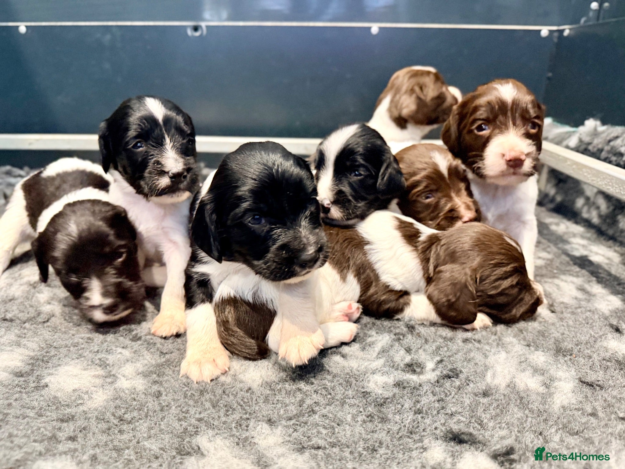 English Springer Spaniel dogs KC FTCH sired English Springer Spaniel Puppies - Advert 1