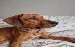 Mixed Breed dogs for adoption: Myrtle - 8 months, female Vizla mix - Image 1