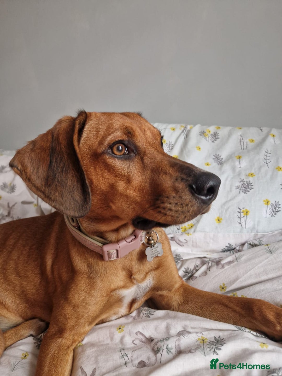 Mixed Breed dogs for adoption: Myrtle - 8 months, female Vizla mix - Image 1