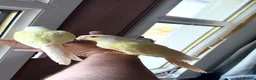 Conures birds for sale: Green check conures tamed - Advert 2