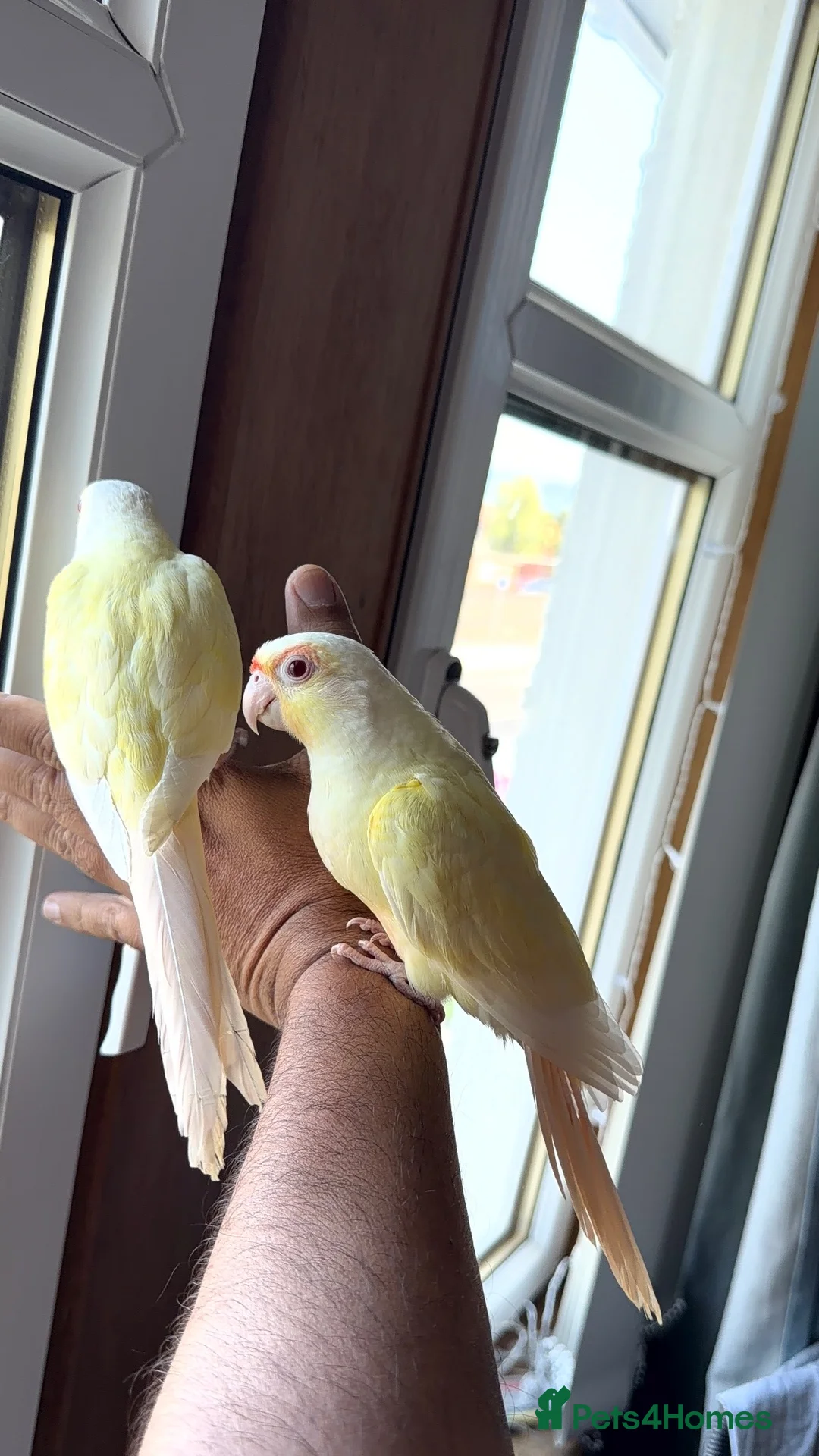 Conures birds for sale: Green check conures tamed - Advert 2