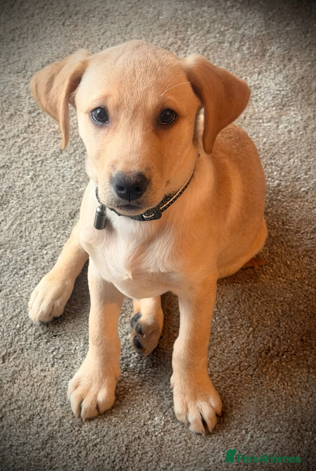 Labrador Retriever dogs for sale: Luna - Labrador Retriever KC Registered  - Advert 2