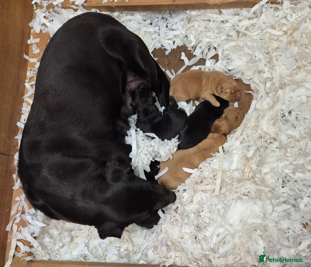 Labrador Retriever dogs for sale: Labrador Puppies - Advert 4