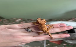 Gecko reptiles for sale: Lilly white and Dalmatian harlequin crested geckos - Image 6