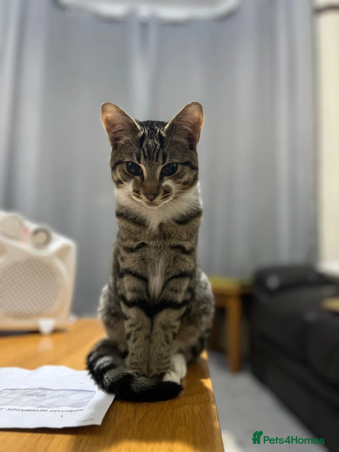 Mixed Breed cats for sale: ROCKY, MIXED TABBY - Advert 2