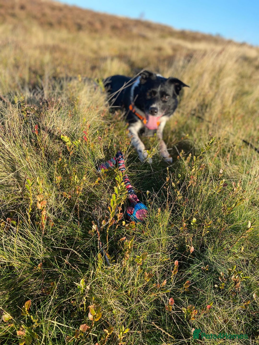 Border Collie dogs for sale: Border collie needs loving home - Advert 9