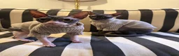 Sphynx cats for sale: Our beloved sphynx siblings  - Advert 1