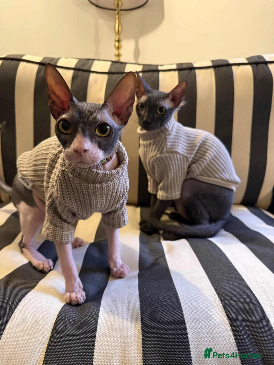 Sphynx cats for sale: Our beloved sphynx siblings  - Advert 1