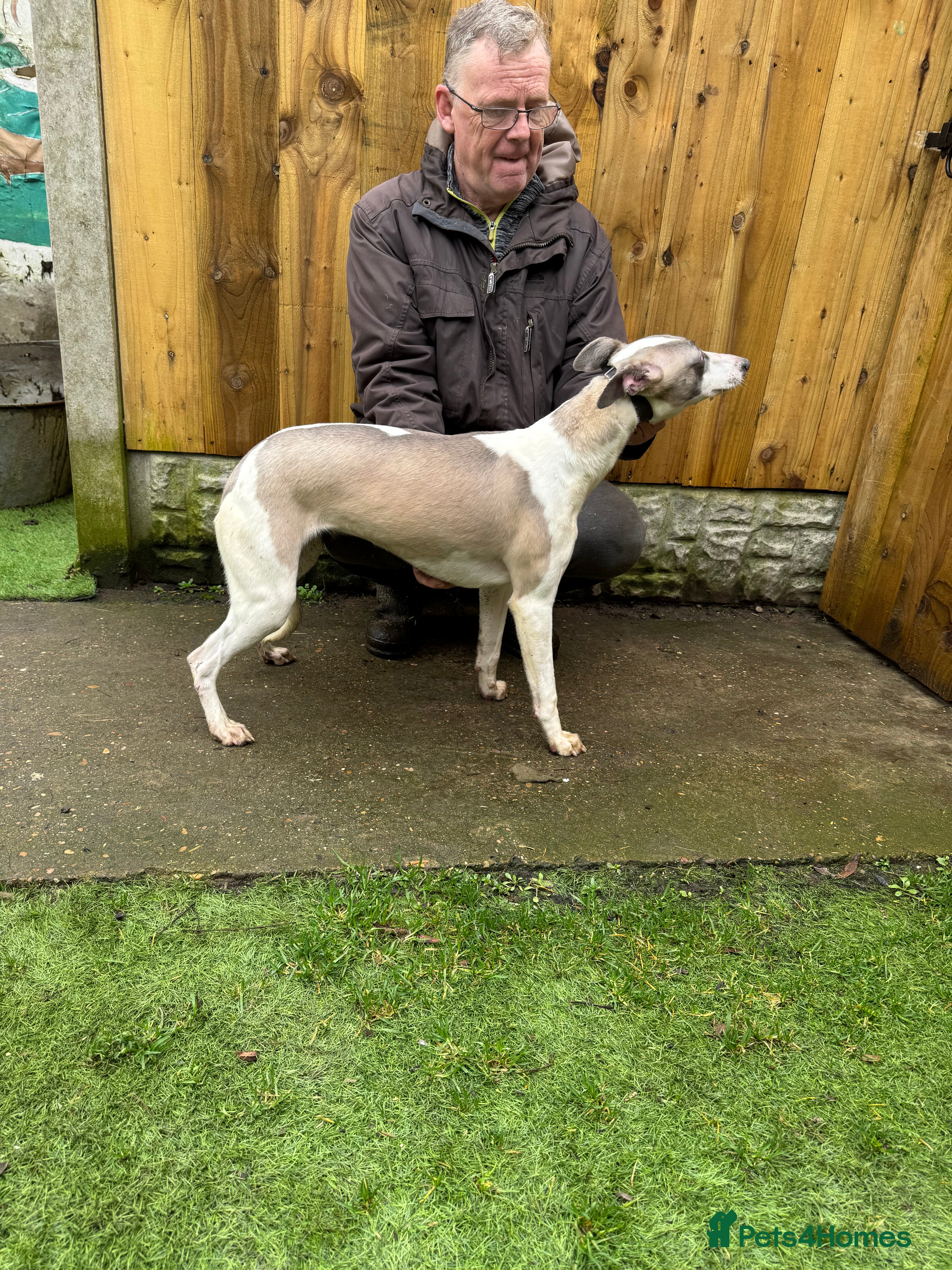 Whippet dogs Kc reg whippet bitch - Advert 2