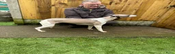 Whippet dogs for sale: Kc reg whippet bitch - Advert 1