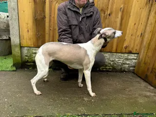 Whippet dogs Kc reg whippet bitch - Advert 2