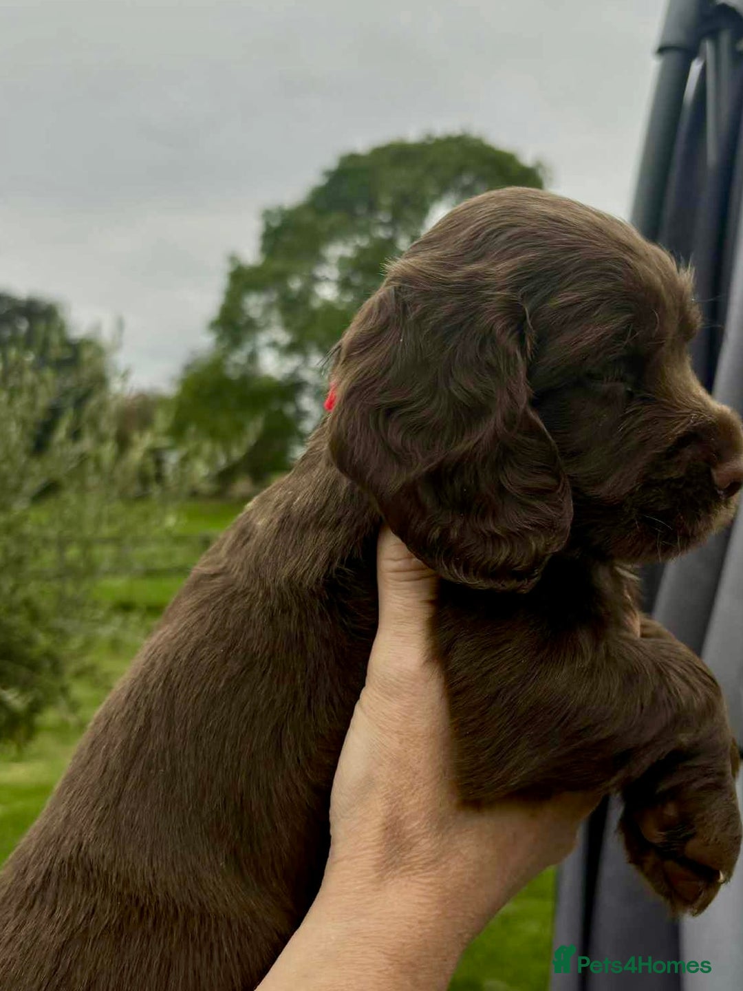 Cocker Spaniel dogs for sale: Cocker Spaniel Purebred Puppies Bitches available - Image 10