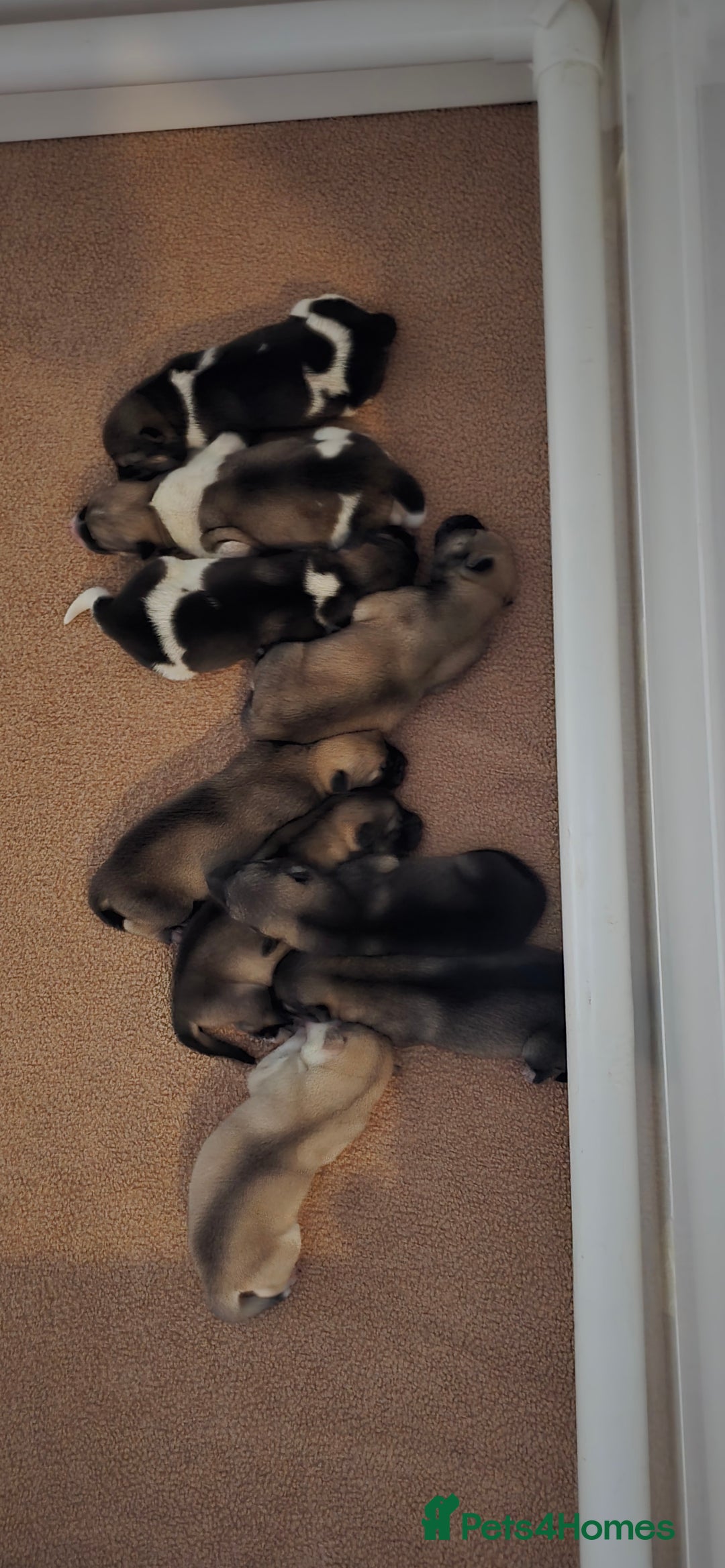 Mixed Breed dogs for sale: Northern Inuit cross American akita  - Image 37