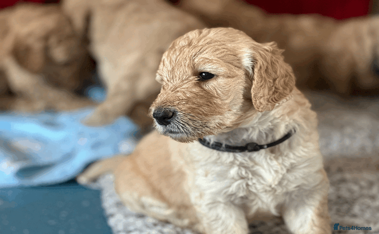 Goldendoodle dogs - Advert 3